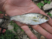 [Image: utahchub.jpg]