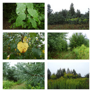 poranekpodeszczowymponiedzialku