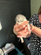 Afbeelding van WhatsApp op 2024-06-24 om 20.37.03_37b289b9