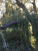 IMG-3586.jpg
