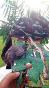 Padang-Serai-060613-(1)