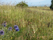 ADP Free party Balscha 2009 019