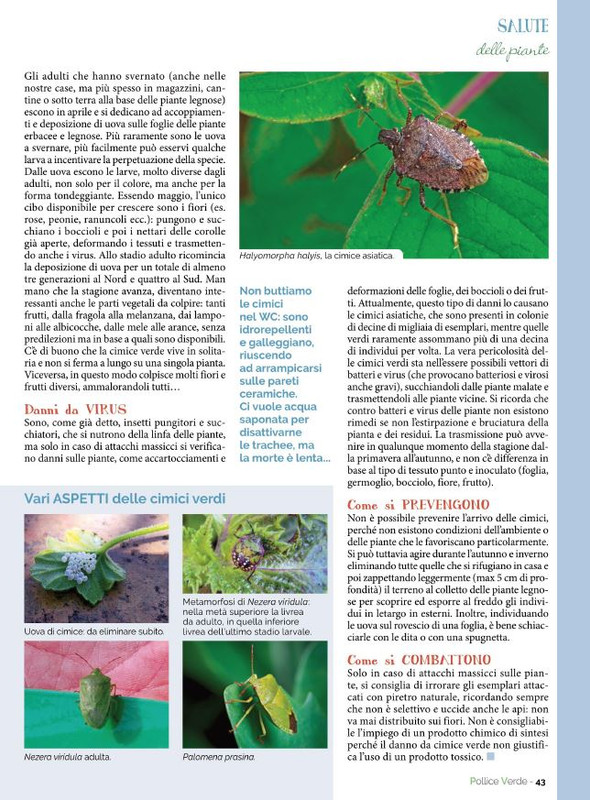 Pol Ver Set 2022 (8)