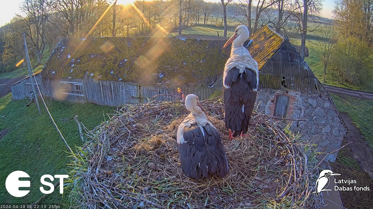 Baltie stārķi (Ciconia ciconia) Tukuma novadā - LDF tiešraide __ White storks in Tukums, Latvia 10-4