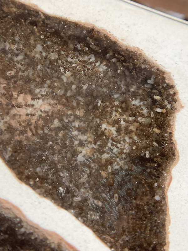 5F2D51E6-7D23-4655-9FDF-AF924142900D