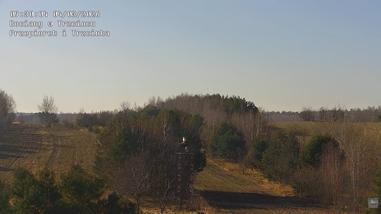 04032026 Prace przy gnieździe 4