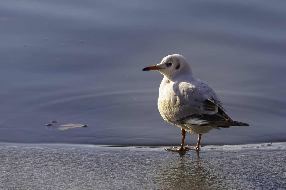 park_ger_12янв2019_0022