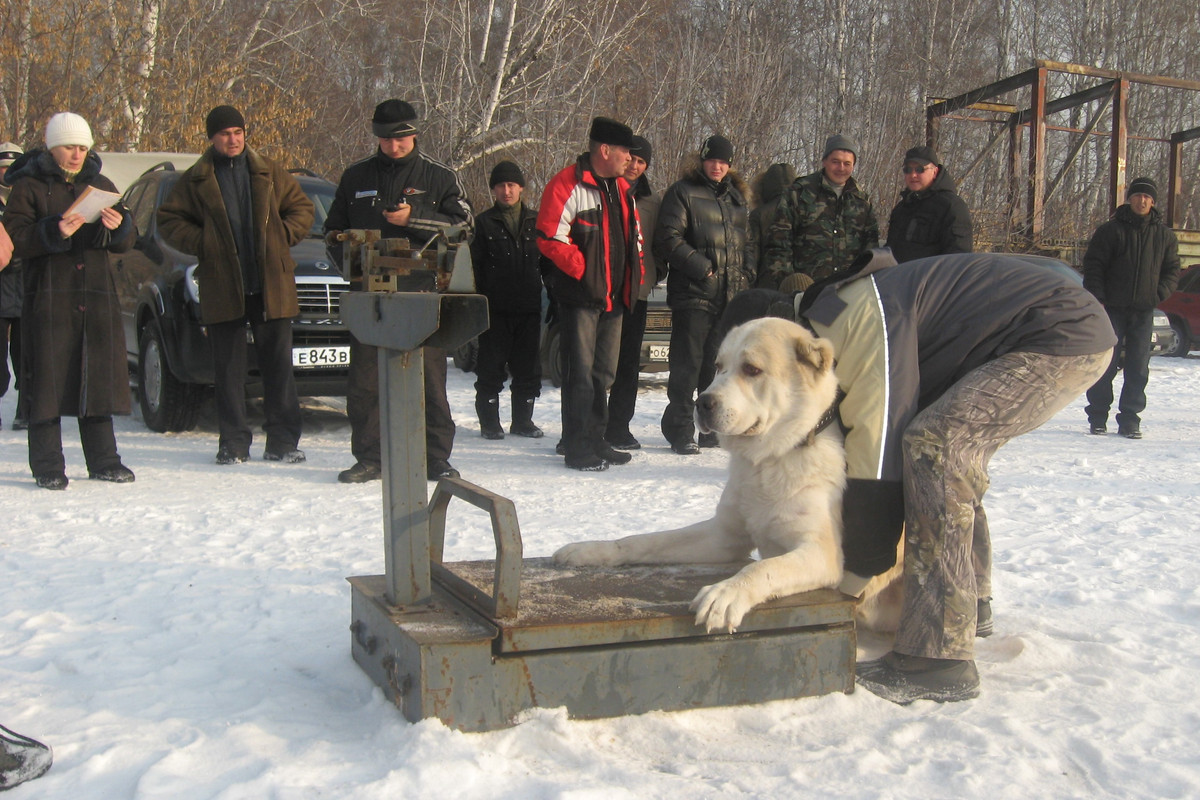 2009.11.21 Вес ОЛИМП 62кг 2г9м (1)