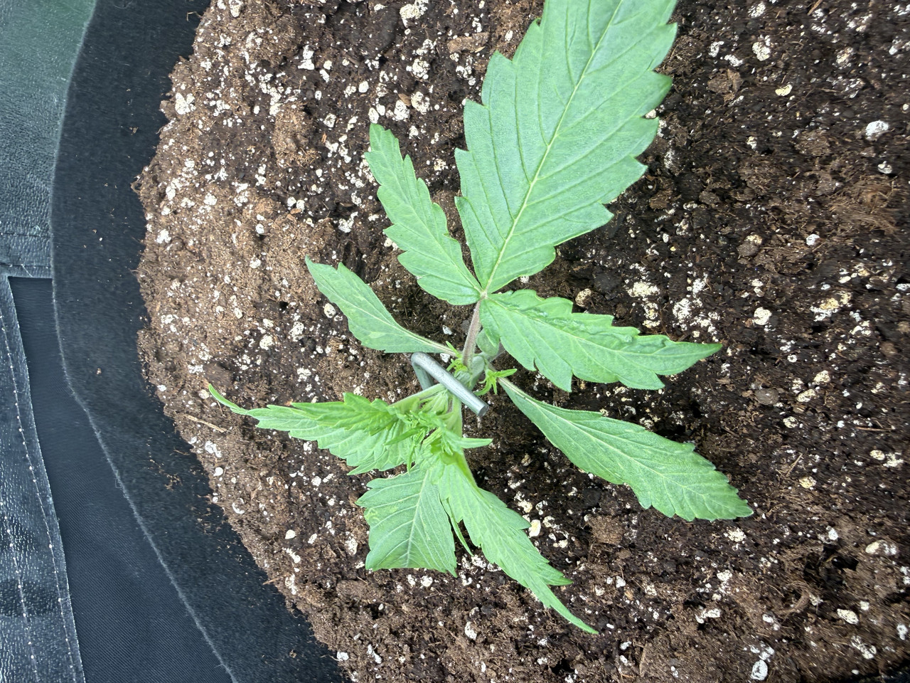 IMG 2702