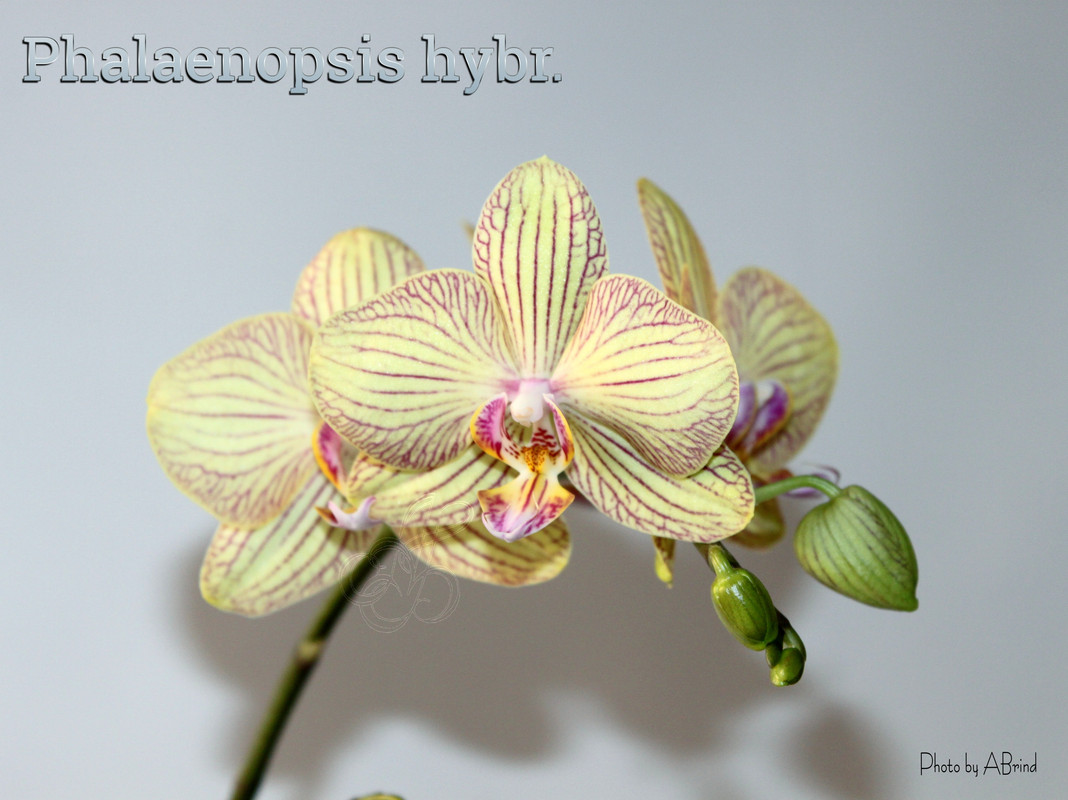 photostudio_1641986977193