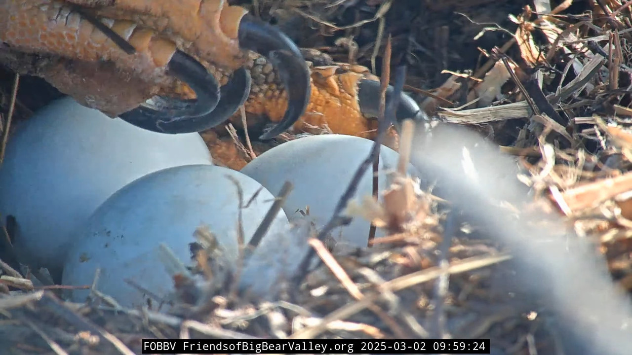 Lielā lāča ērgļa dzīvā ligzda — 1. kamera 13-36-0 screenshot