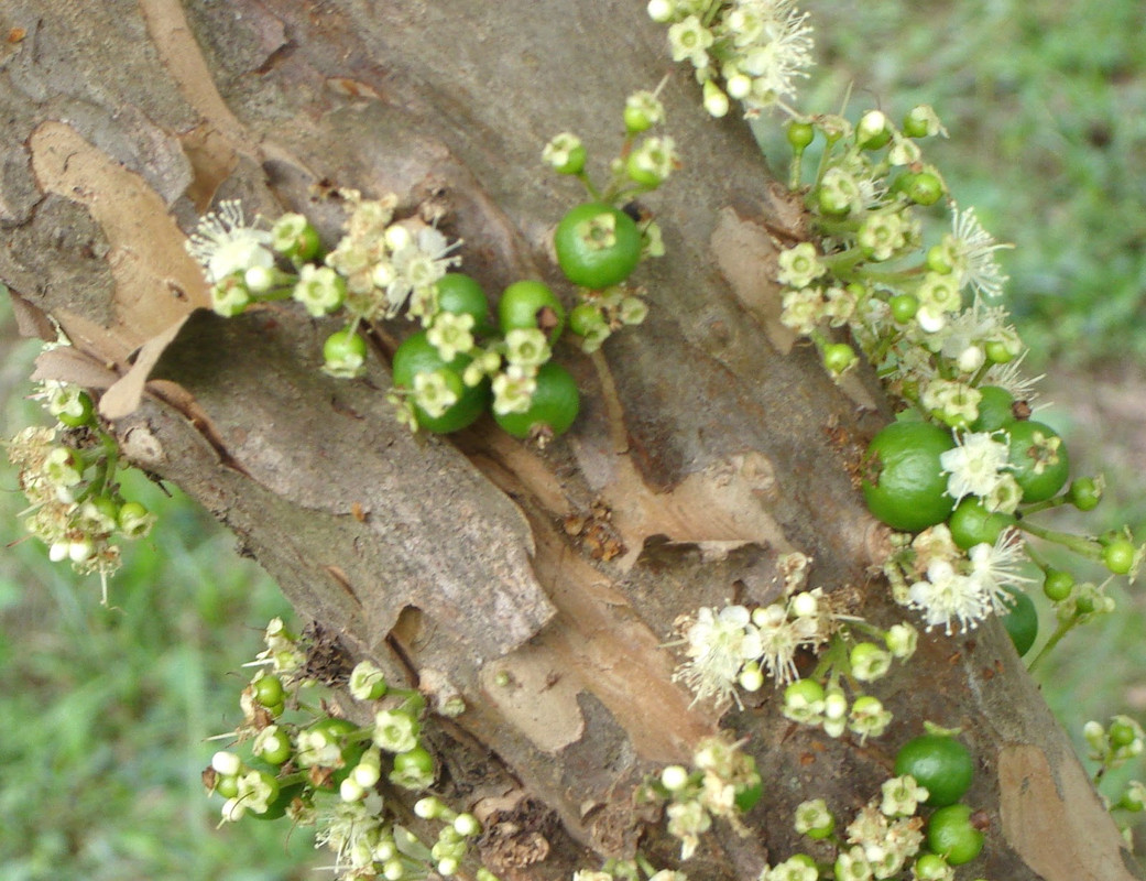 Myrciaria cauliflora Guapuru a2 (1)