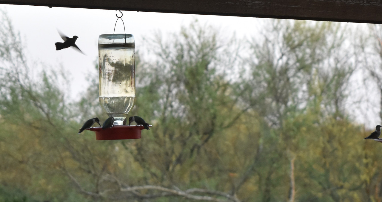 2017 09 01 Hummingbirds (46)