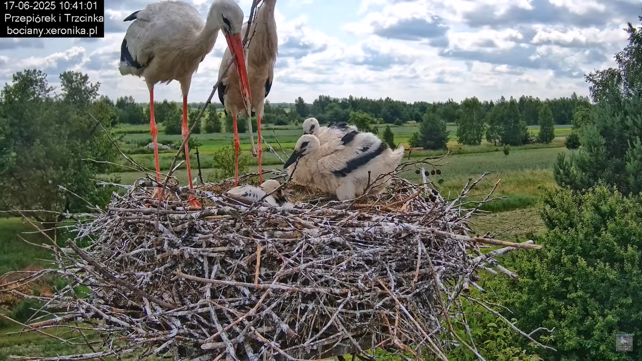 17062025bociany35
