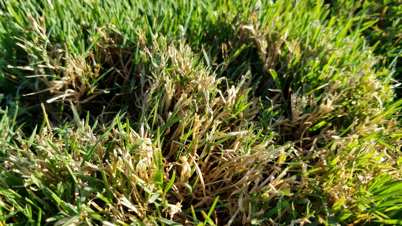 Grass not coming back after summer dormancy. Photos posted, ID please
