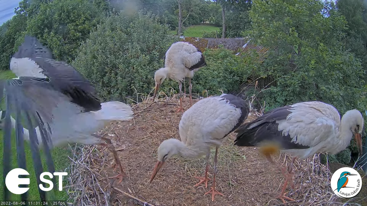 Baltie stārķi (Ciconia ciconia) Tukuma novadā - LDF tiešraide __ White storks in Tukums, Latvia 13-2