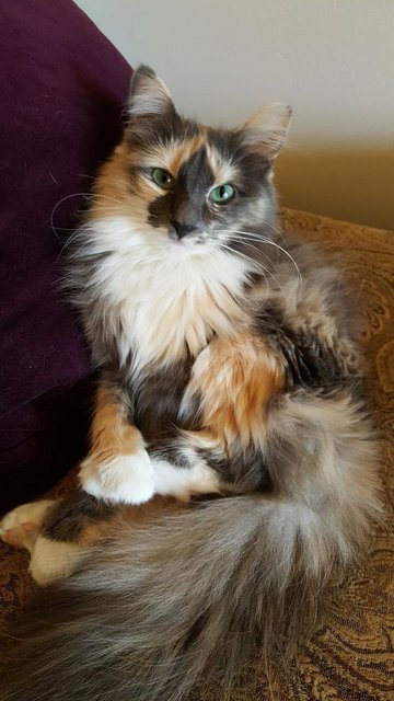 Catcalico.jpg