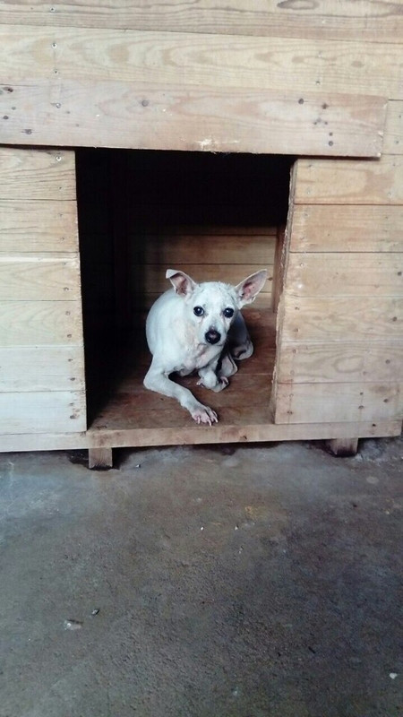 белая собачка с гурского1