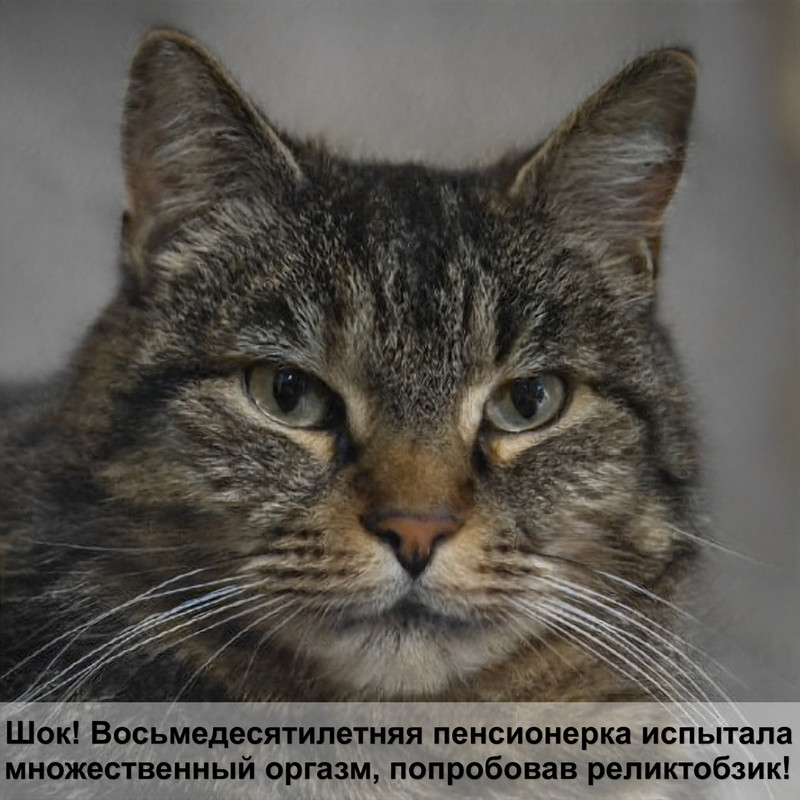 сиамская кошка черепахового окраса