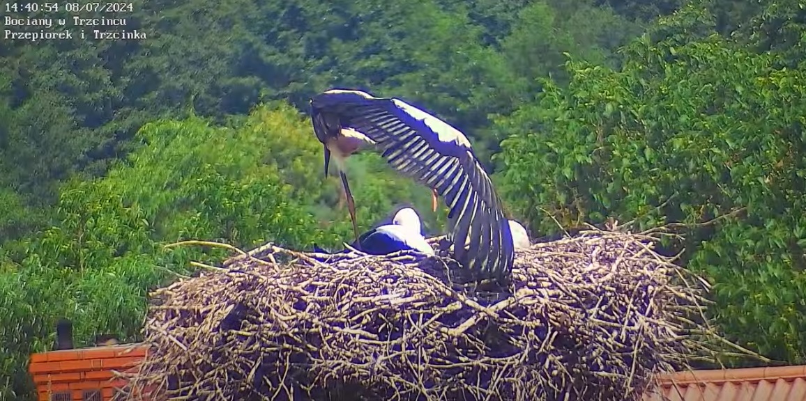 noiktomanajwiekszeskrzydlo