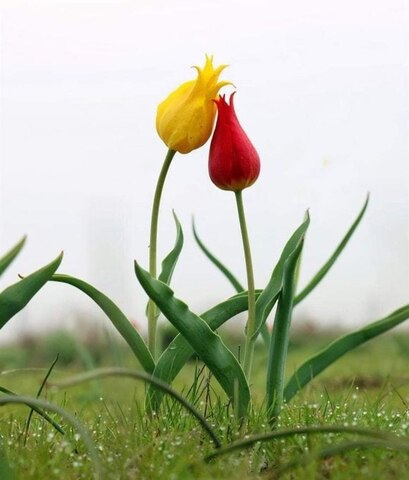Spring-2-Tulips