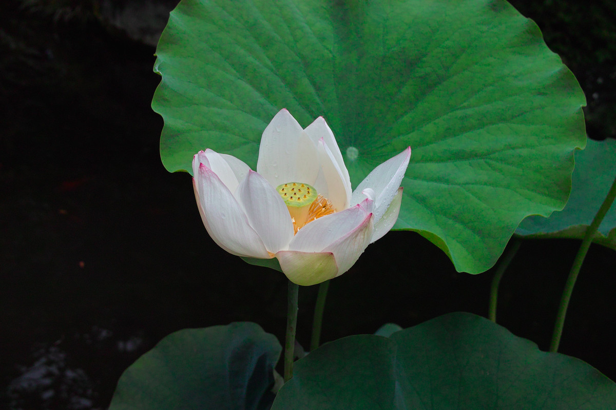 6C010E7B-1CC4-4185-88B5-7EE1CAC540B0