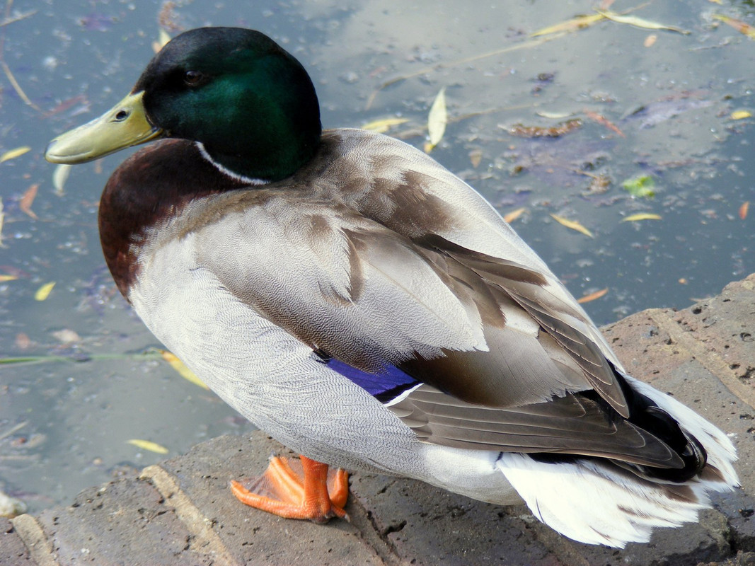 DSCF2910.jpg