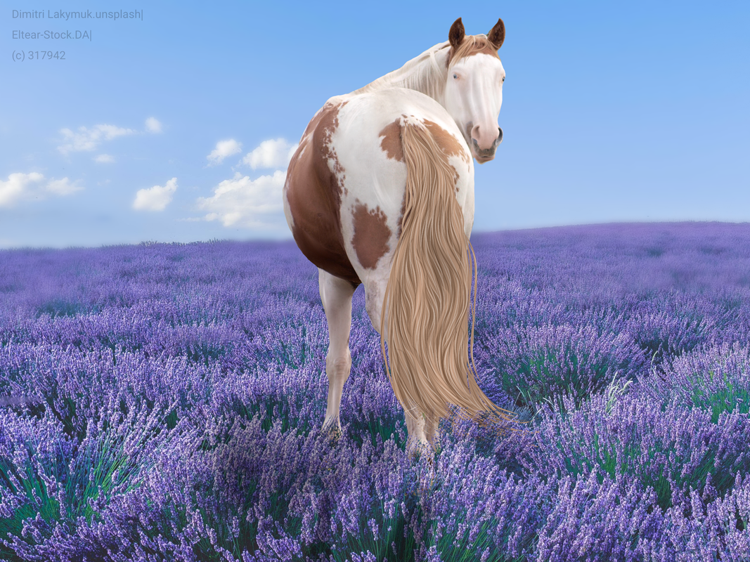 Lavender_Paint.png