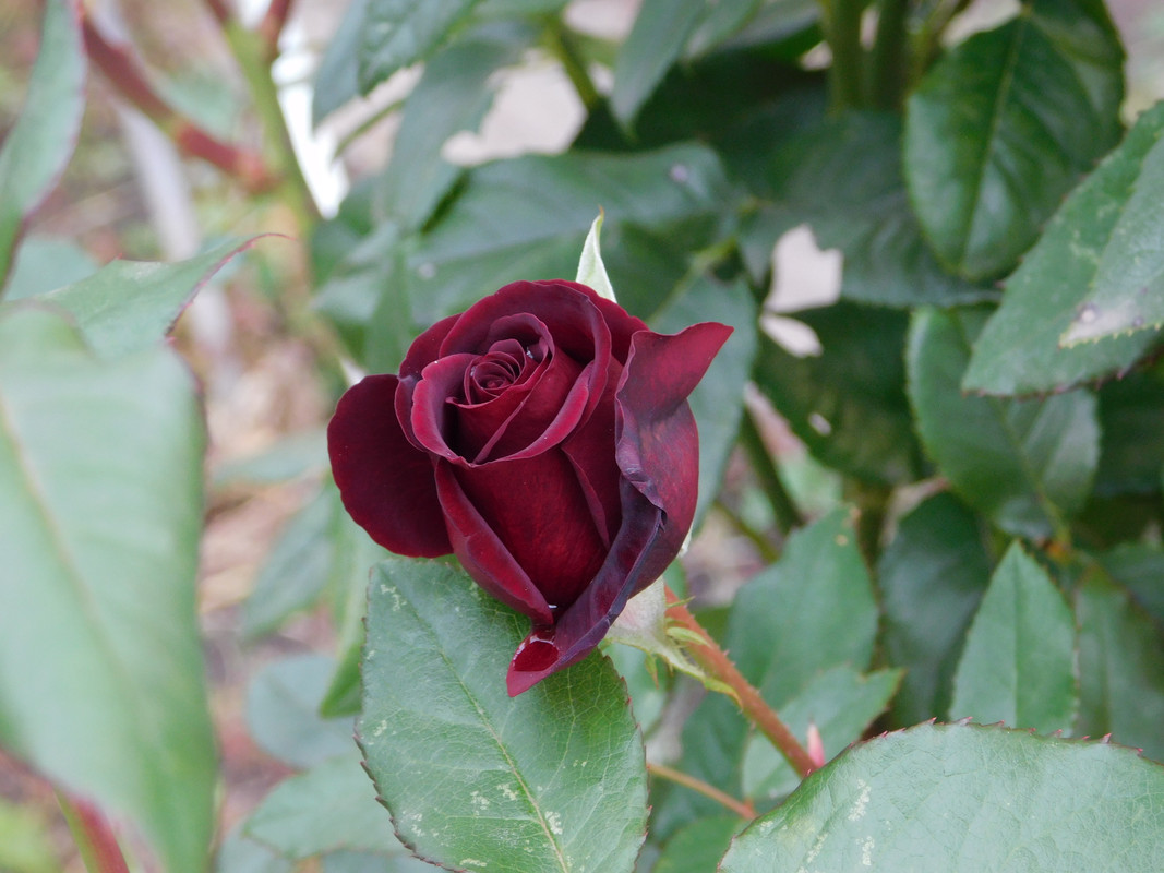 Дачное осеннее и продажа 015