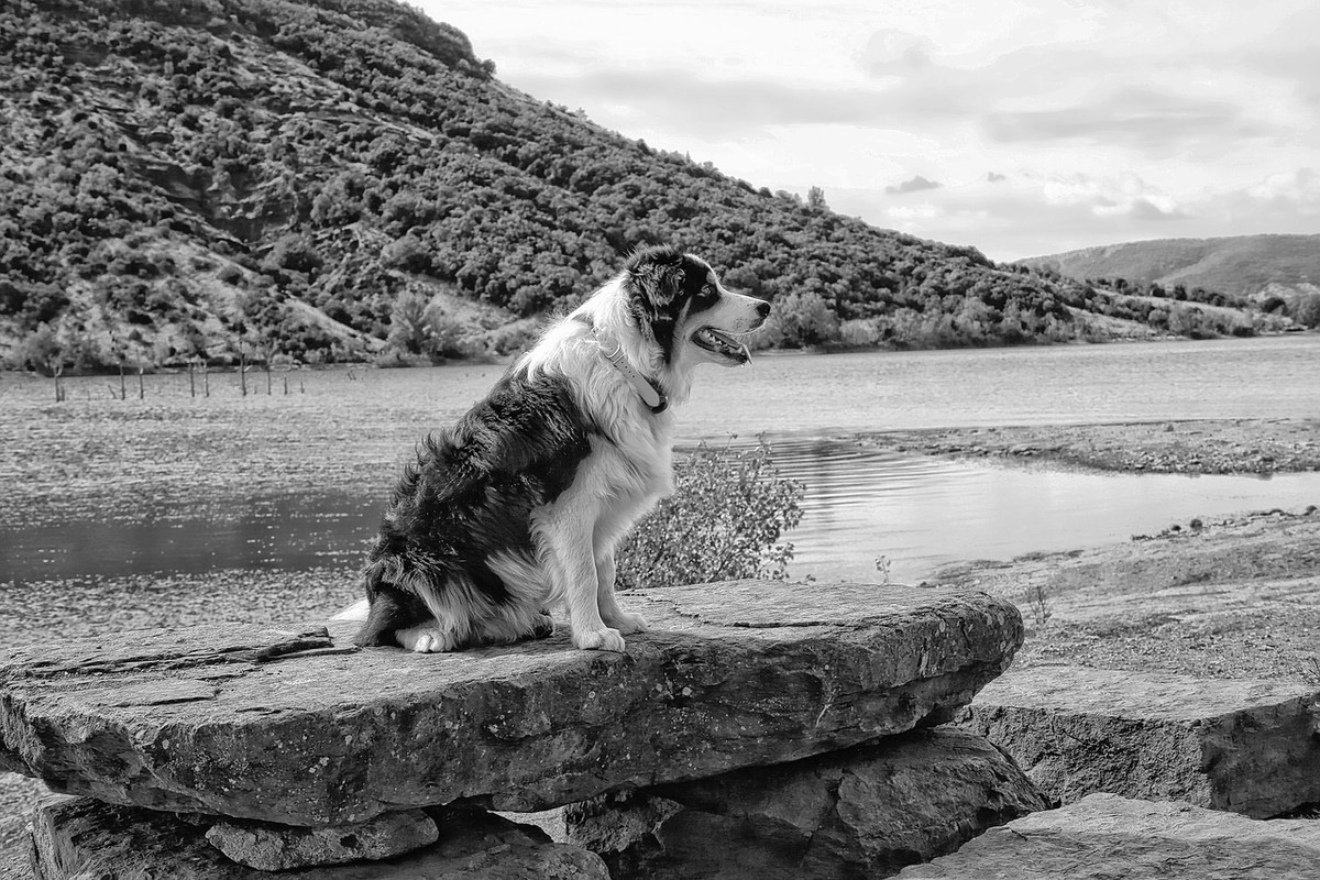 black-white-dog-2745645-1280.jpg