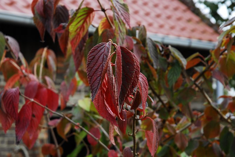 2013-10-09 Gehölze1