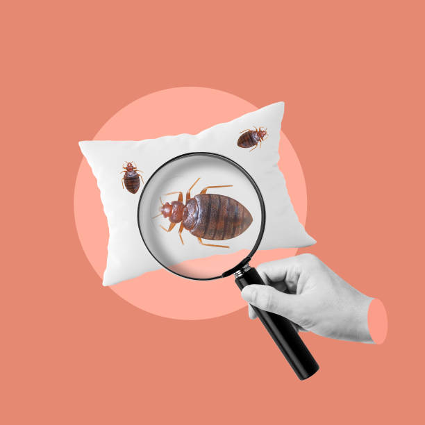 Kissimmee Bed Bug Treatment