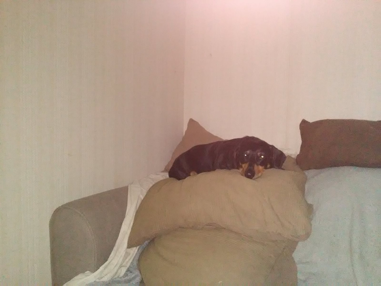 [Image: Teckel-de-sofa.jpg]