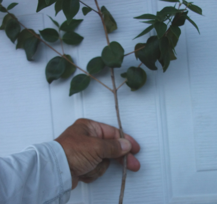 Spira-Surinam Scions (6-21-25)-pic9