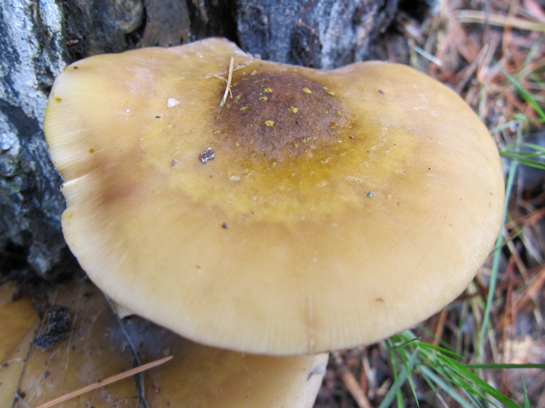 Armillaria mellea  (4)