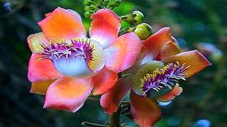 Thơ hoạ Nguyễn Thành Sáng & Tam Muội (1127) Colorful-flowers-glow-lovely-loving-romantic-free-hd-wallpapers