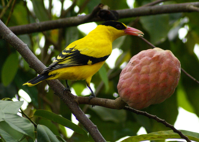 birdredanona