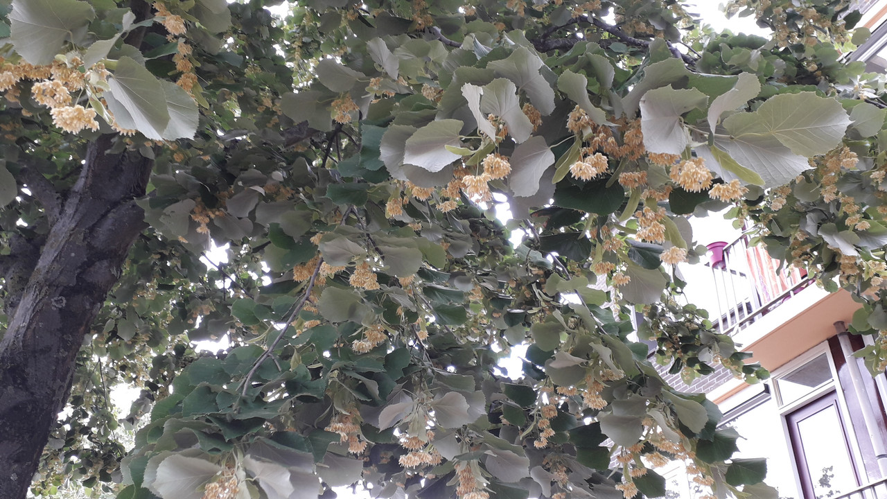 [Image: 20190701-165842.jpg]