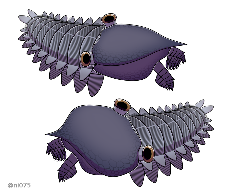 20210619-Hurdia.png