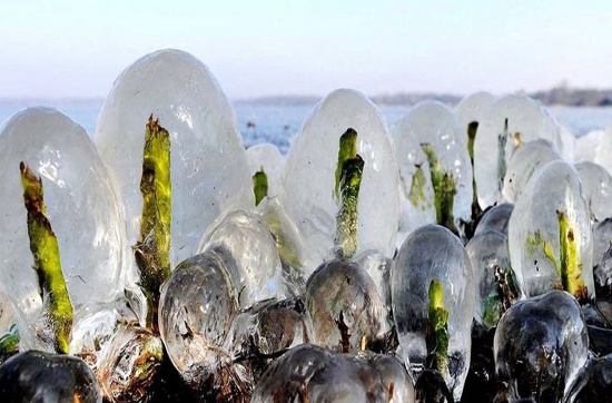 [Image: caydongbang.jpg]