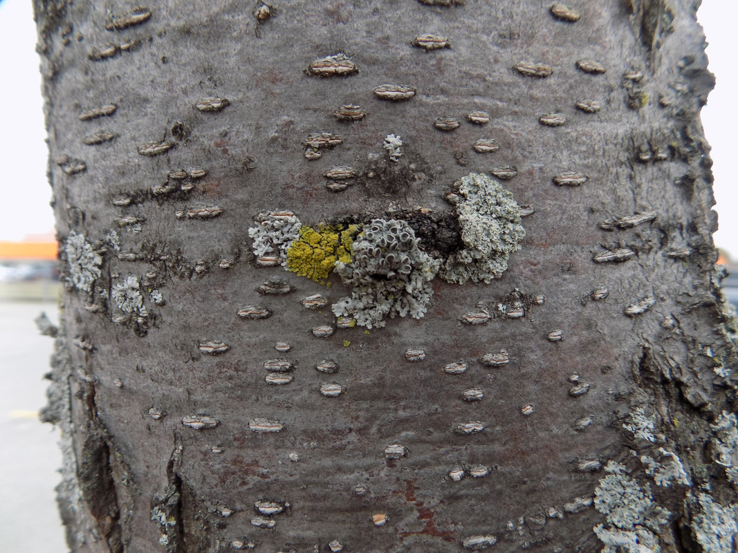 A photo of the same tree trunk from a different angle shows a different grey foliose lichen with soredia growing on another disruption in the bark. A spray of granular yellow lichen occurs next to it.