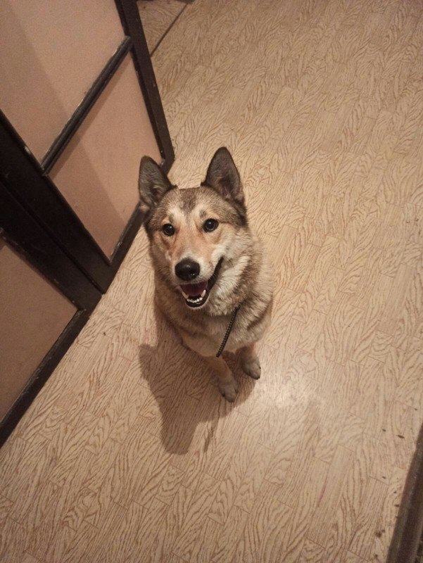 LARA sits and looks up in the flat
