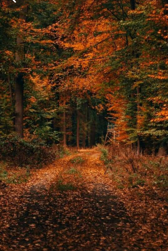 Screenshot_20231217_223515_Pinterest