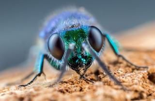 Combine Your Macro Photography Shots for Sharper Images - Focus Stacking!