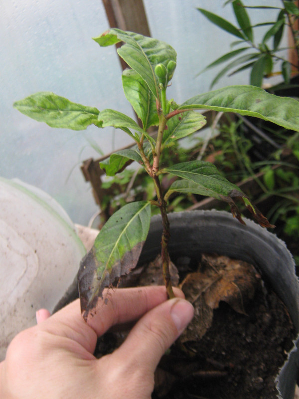 psidium_guineense_20151006T154355