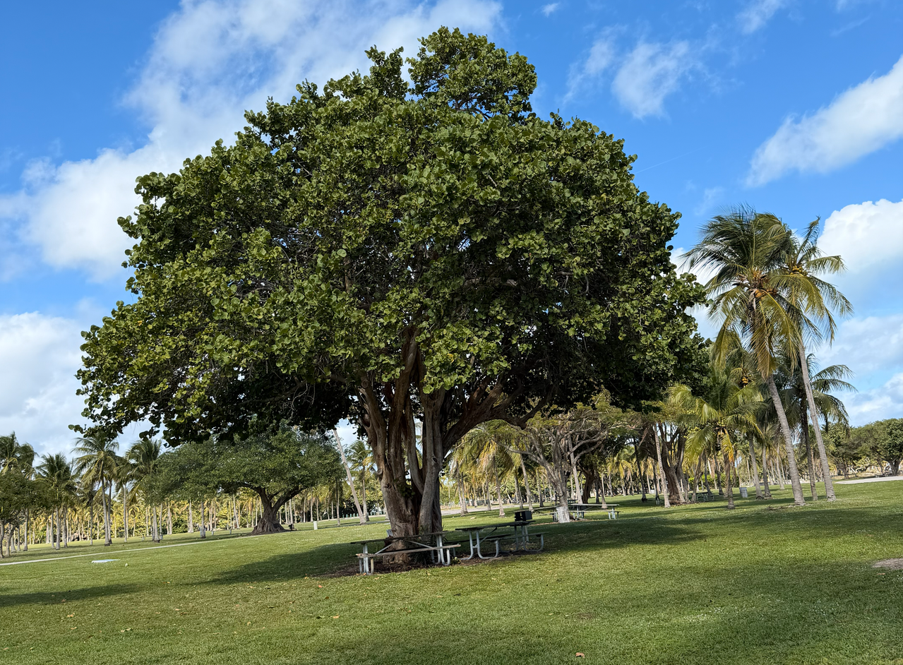 [Image: Crandon-Beach-On-Key-Biscayne7B.png]