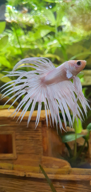 Screenshot_20250718-090528_Gallery