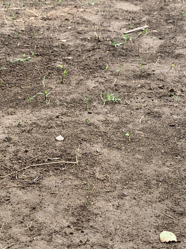 A15A09DB-9B15-48AA-A089-B4869F25E3E3