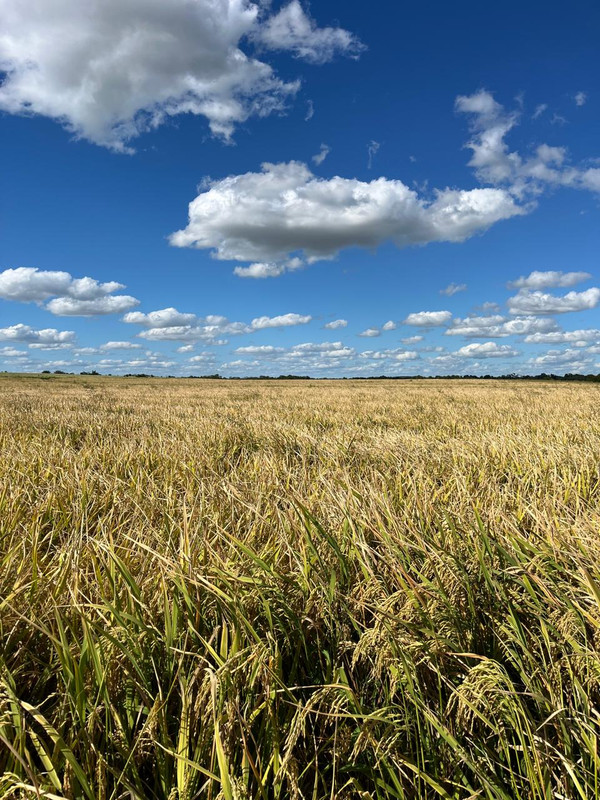 Avião agrícola e caminhonete no campo ao pôr do sol