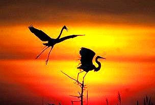  Dòng thơ họa của Nguyễn Thành Sáng &Tam Muội - Thơ họa Nguyễn Thành Sáng & Tam Muội (2) - Page 2 1ca0a281c9ea82e2fcfb16e4db4d0447-sunset-silhouette-bird-silhoue